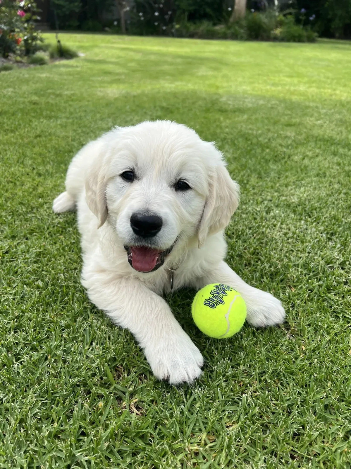 Happy groomed puppy lying on grass with a tennis ball